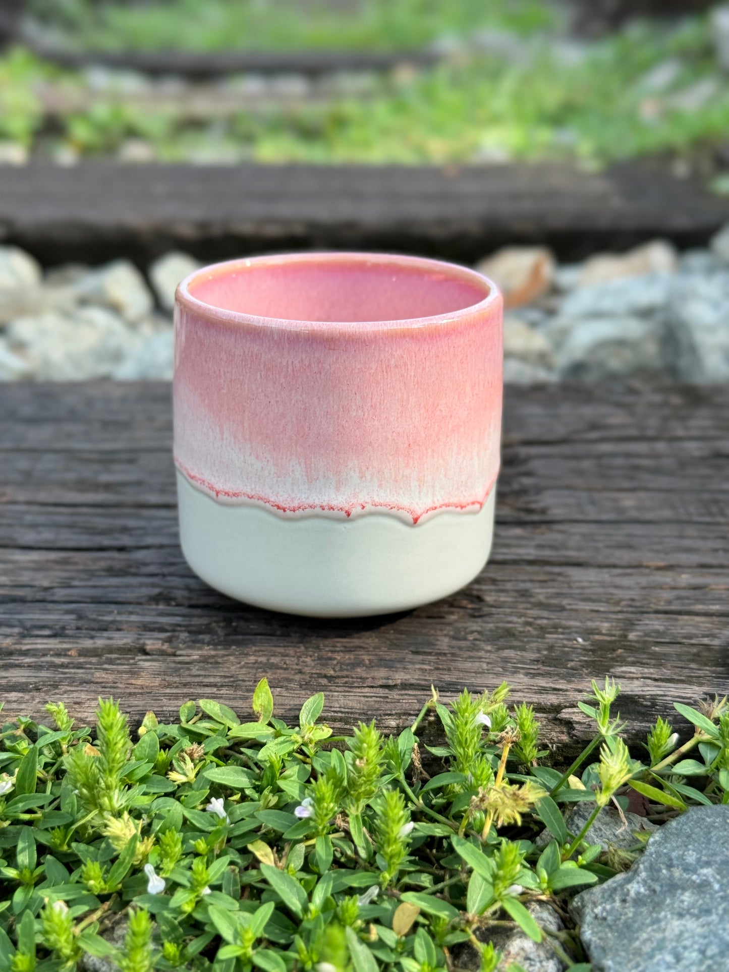 sakura cup