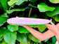 lotus freeform platter